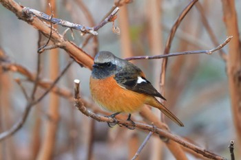 2023年12月28日(木) 長浜公園の野鳥観察記録