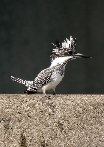 Crested Kingfisher 熊本県 阿蘇市 Wed, 10/24/2018