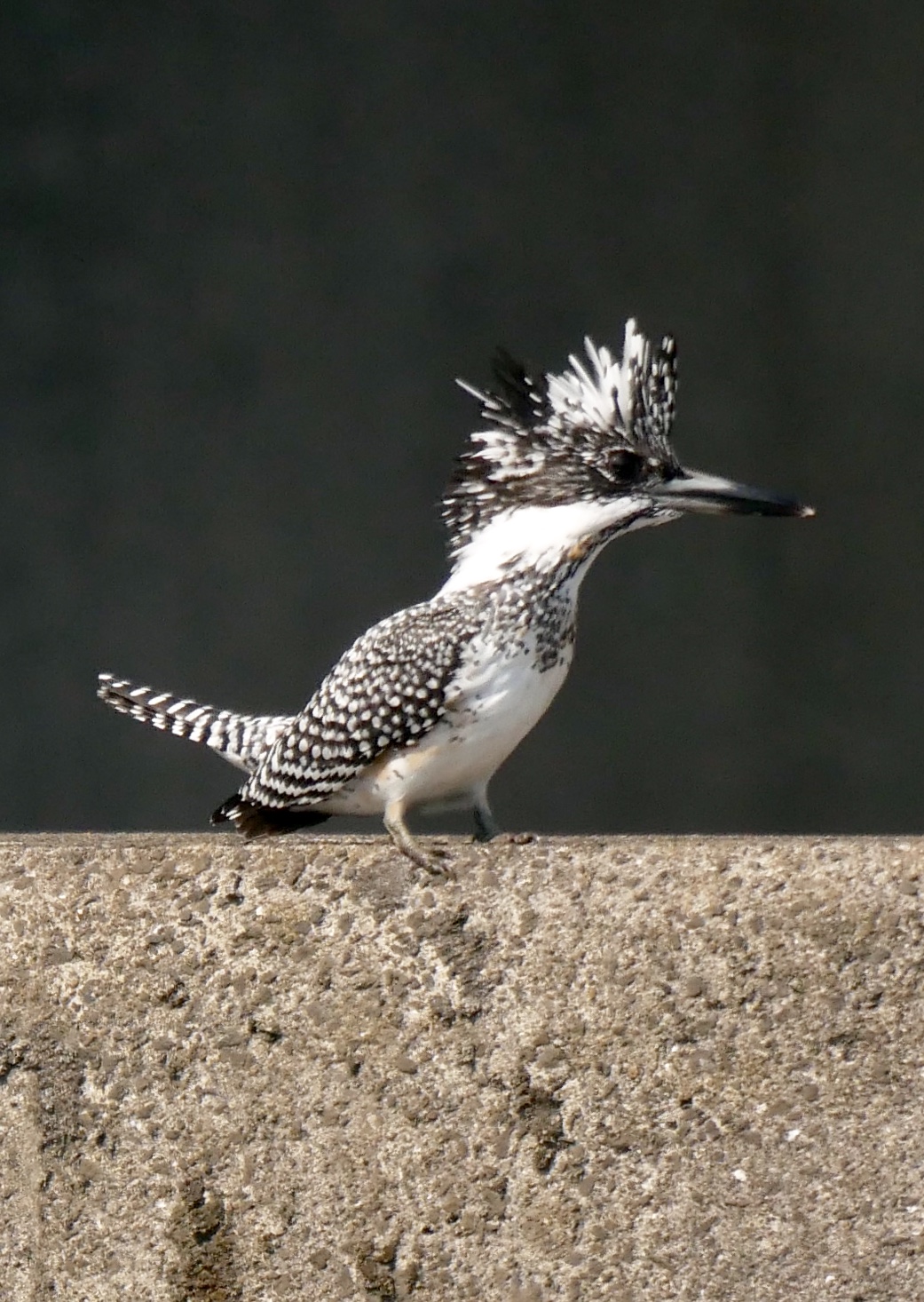 Photo of Crested Kingfisher at 熊本県 阿蘇市 by mitsuaki kuraoka