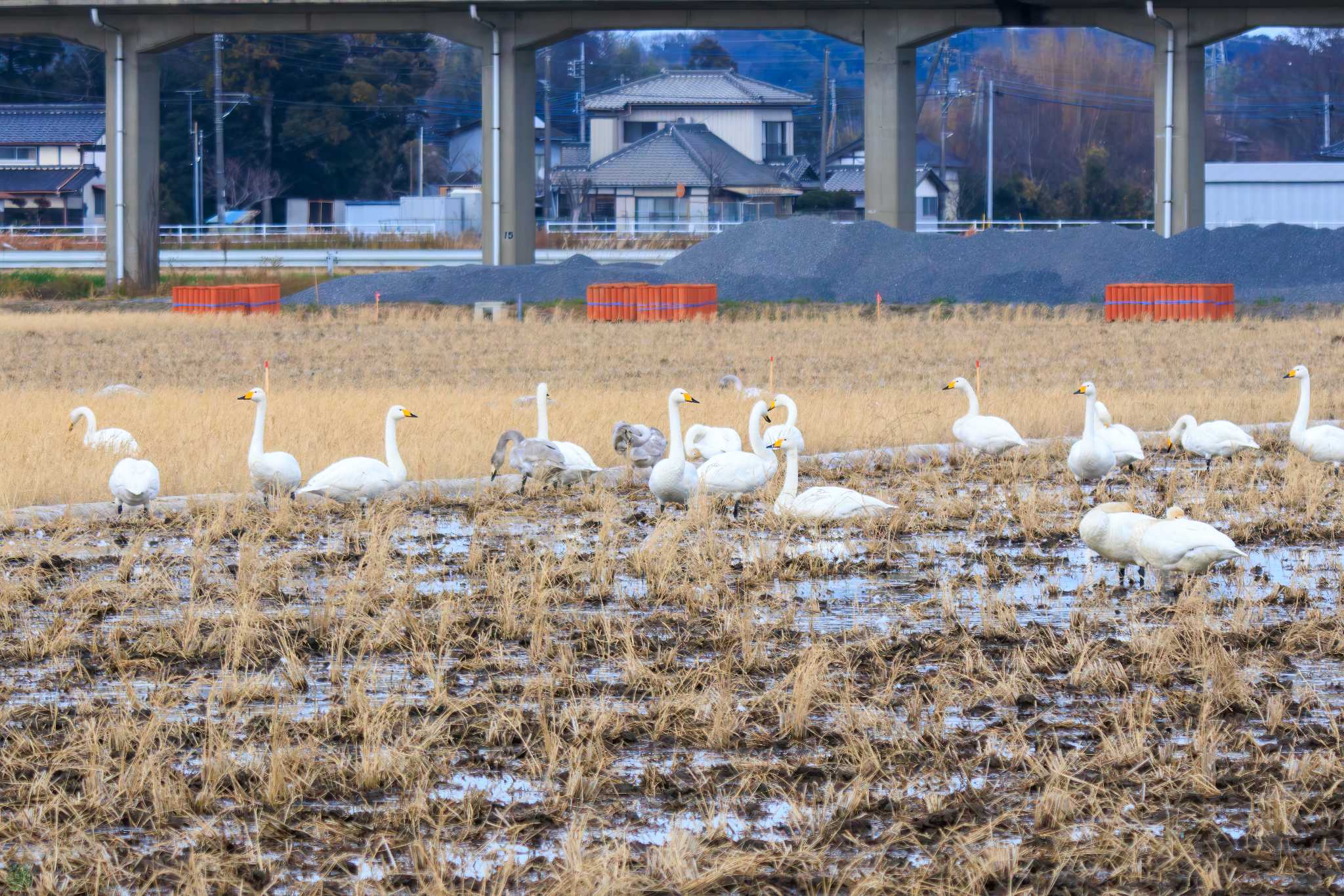 Photo of Whooper Swan at 涸沼 by d3_plus