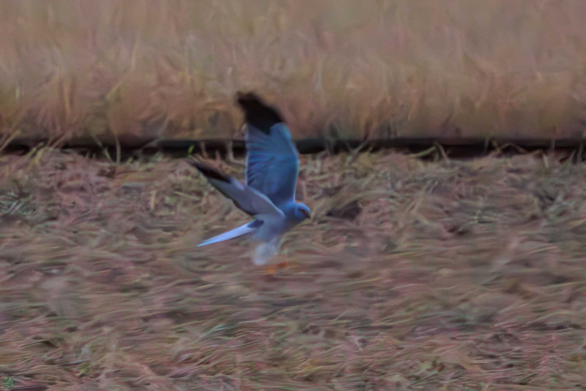 Hen Harrier