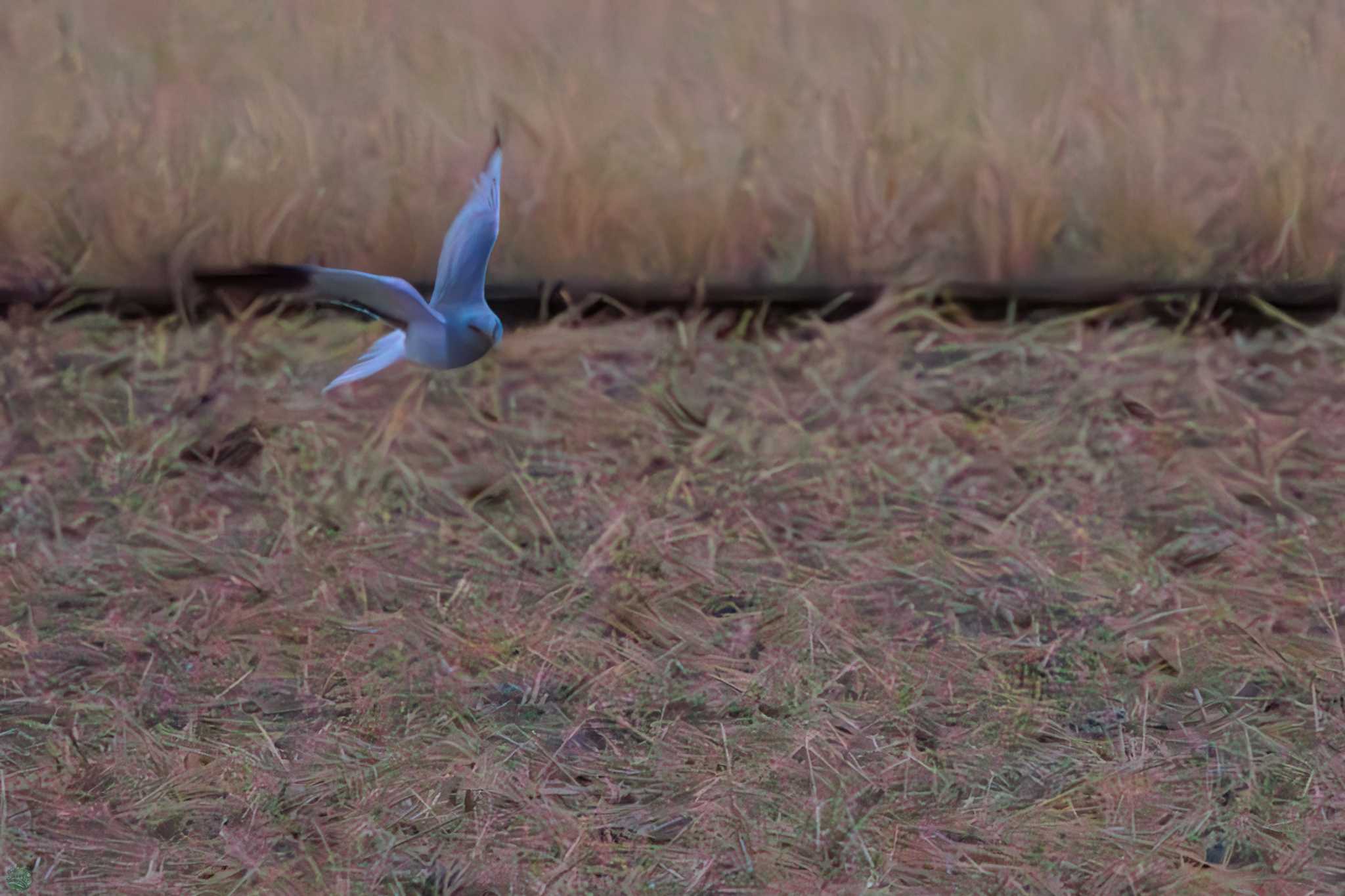 Hen Harrier