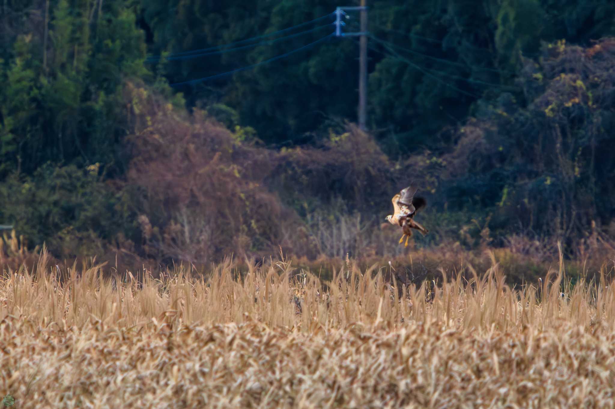 Photo of Eastern Marsh Harrier at 涸沼 by d3_plus