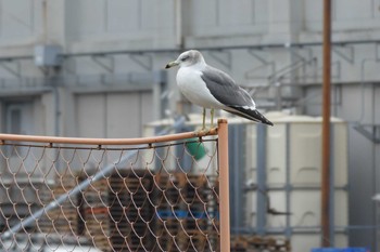 ウミネコ 高島水際線公園 2018年10月24日(水)