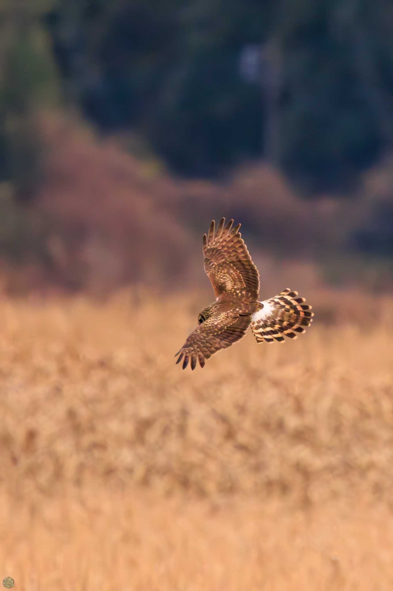 Hen Harrier