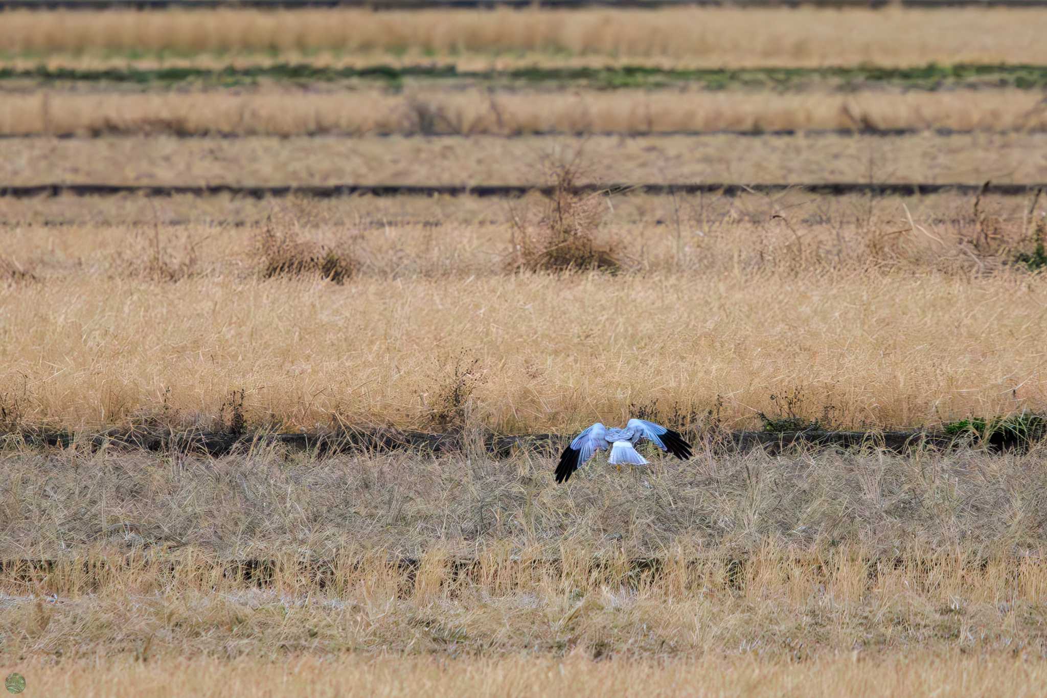 Photo of Hen Harrier at 涸沼 by d3_plus
