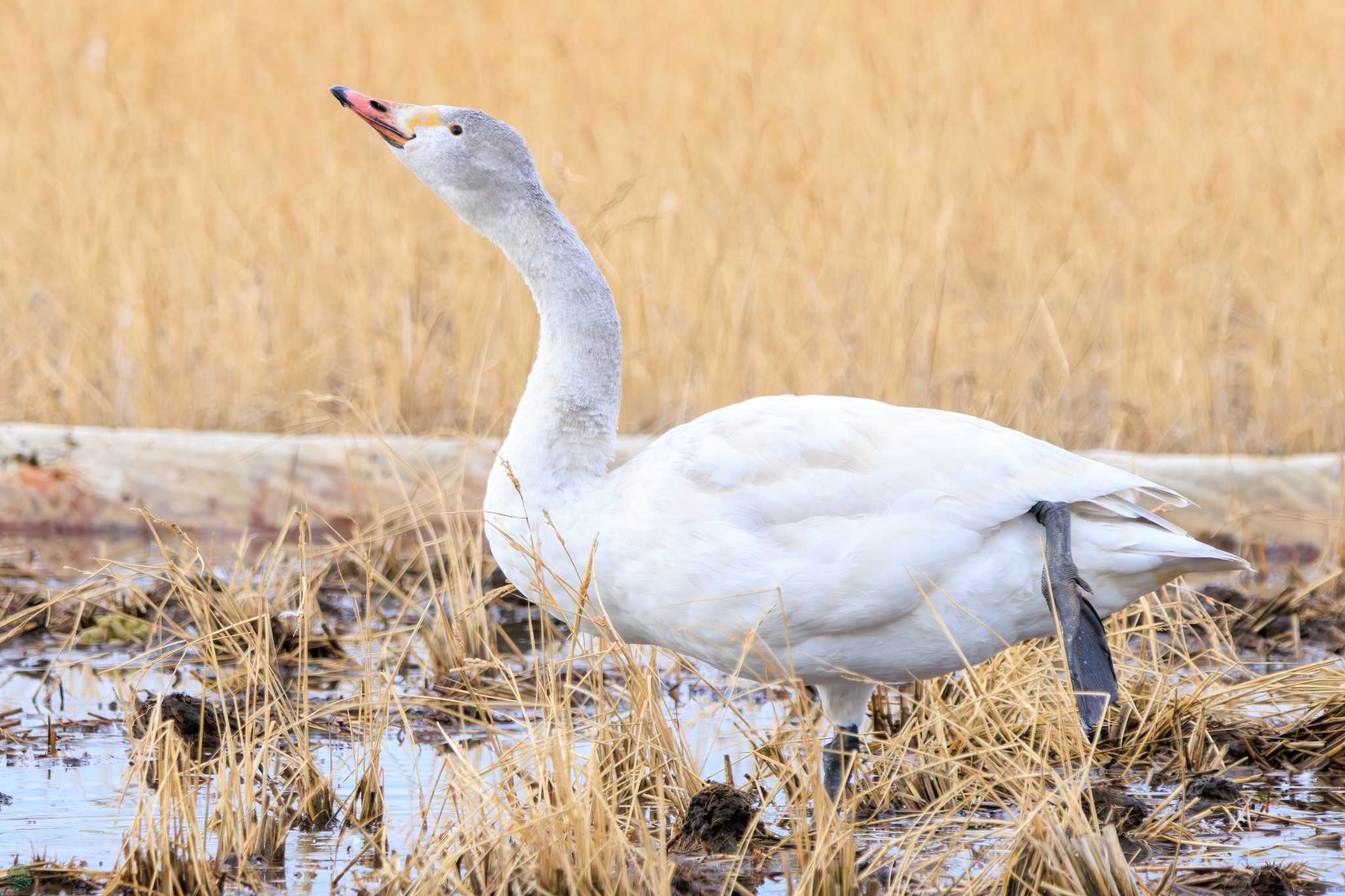 Photo of Tundra Swan at 涸沼 by d3_plus