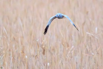 2023年12月24日(日) 涸沼の野鳥観察記録