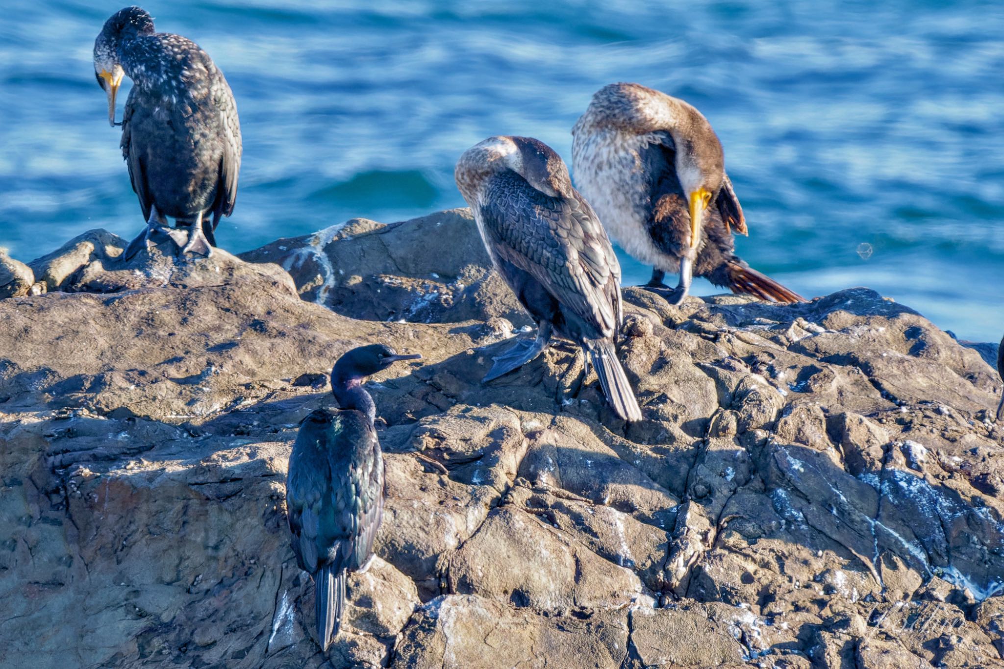 Photo of Pelagic Cormorant at 平磯海岸 by アポちん