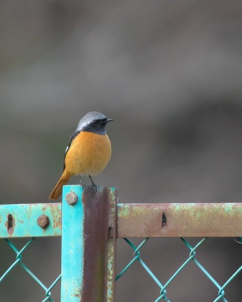 Daurian Redstart 井頭公園 Sun, 12/24/2023