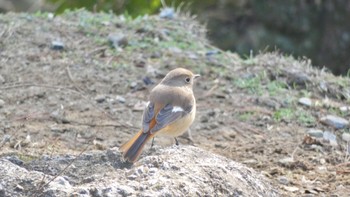 2023年12月28日(木) 奈良公園の野鳥観察記録