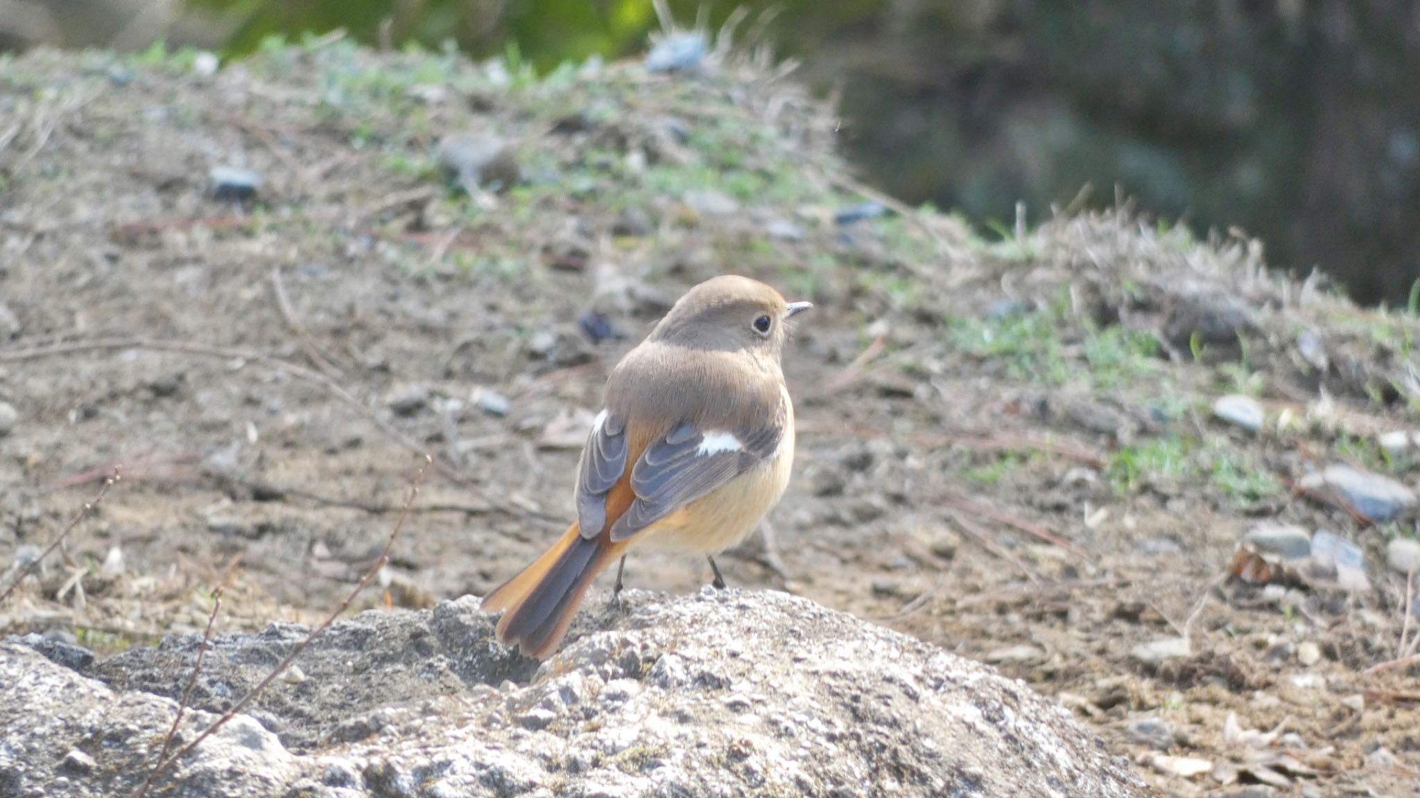 Daurian Redstart