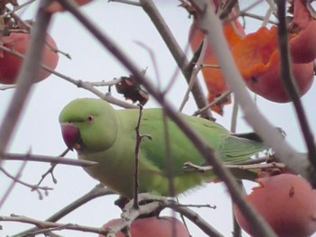 ワカケホンセイインコ 埼玉県所沢市 2023年12月28日(木)