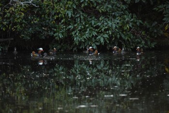 Mandarin Duck Shinjuku Gyoen National Garden Sat, 12/23/2023