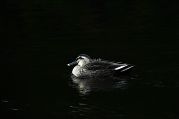 Eastern Spot-billed Duck Shinjuku Gyoen National Garden Sat, 12/23/2023