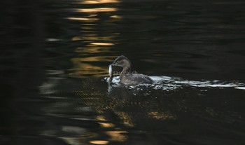 Little Grebe Shinjuku Gyoen National Garden Sat, 12/23/2023