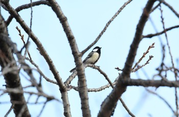 Japanese Tit Shinjuku Gyoen National Garden Sat, 12/23/2023