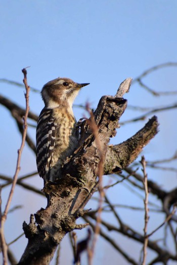 Japanese Pygmy Woodpecker ＭＦ Thu, 12/28/2023