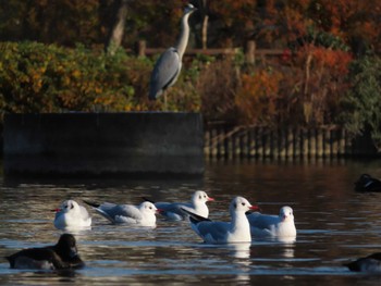 ユリカモメ 大池親水公園 2023年12月28日(木)