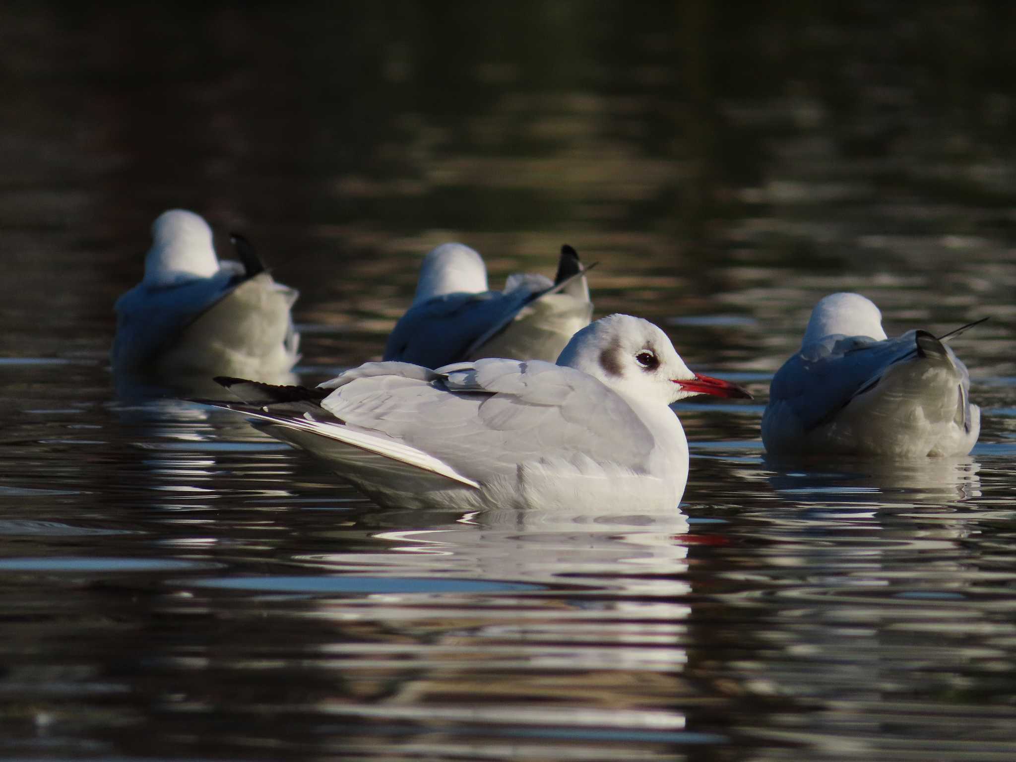 大池親水公園 ユリカモメの写真 by kou