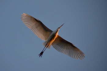 Great Egret ＭＦ Thu, 12/28/2023