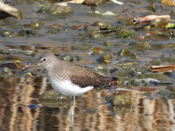 Green Sandpiper 岡山市百間川 Thu, 12/28/2023