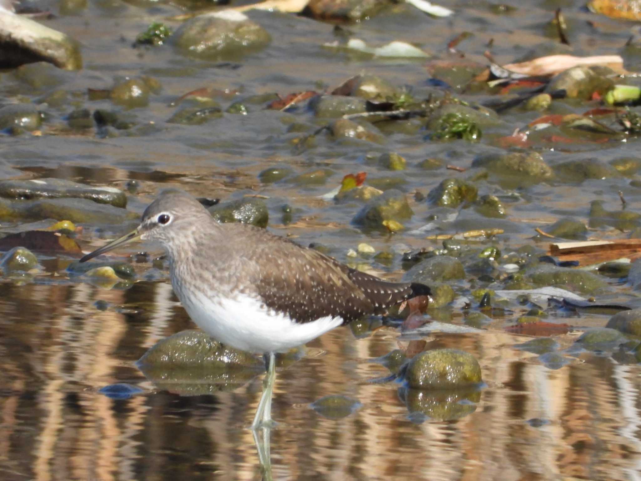 Photo of Green Sandpiper at 岡山市百間川 by タケ