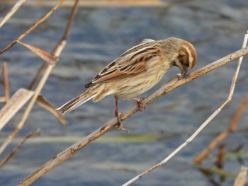 Common Reed Bunting 岡山市百間川 Thu, 12/28/2023