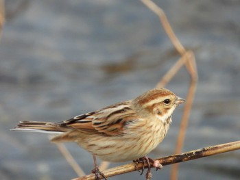 Common Reed Bunting 岡山市百間川 Thu, 12/28/2023