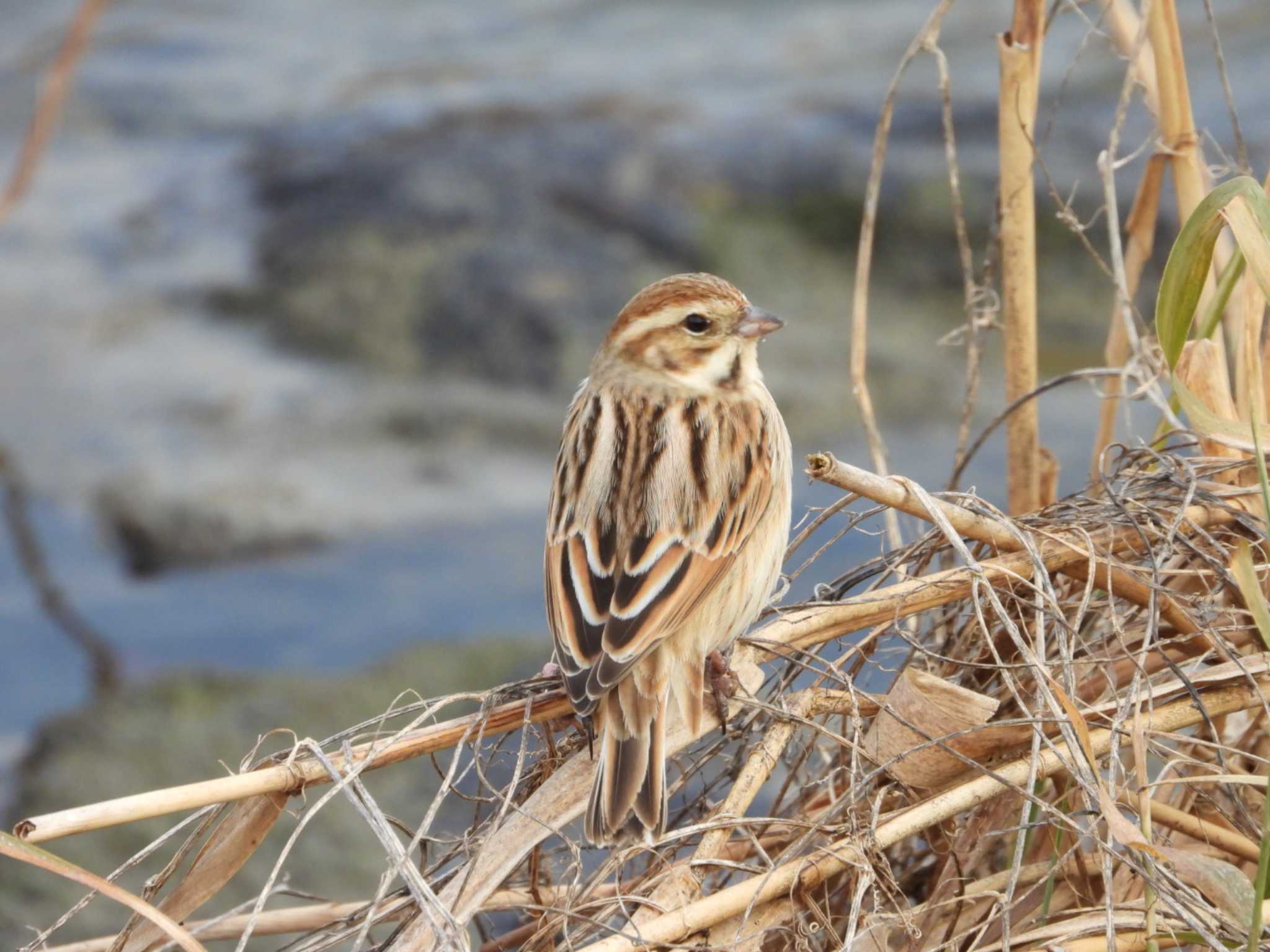 Photo of Common Reed Bunting at 岡山市百間川 by タケ