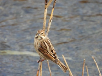 Common Reed Bunting 岡山市百間川 Thu, 12/28/2023