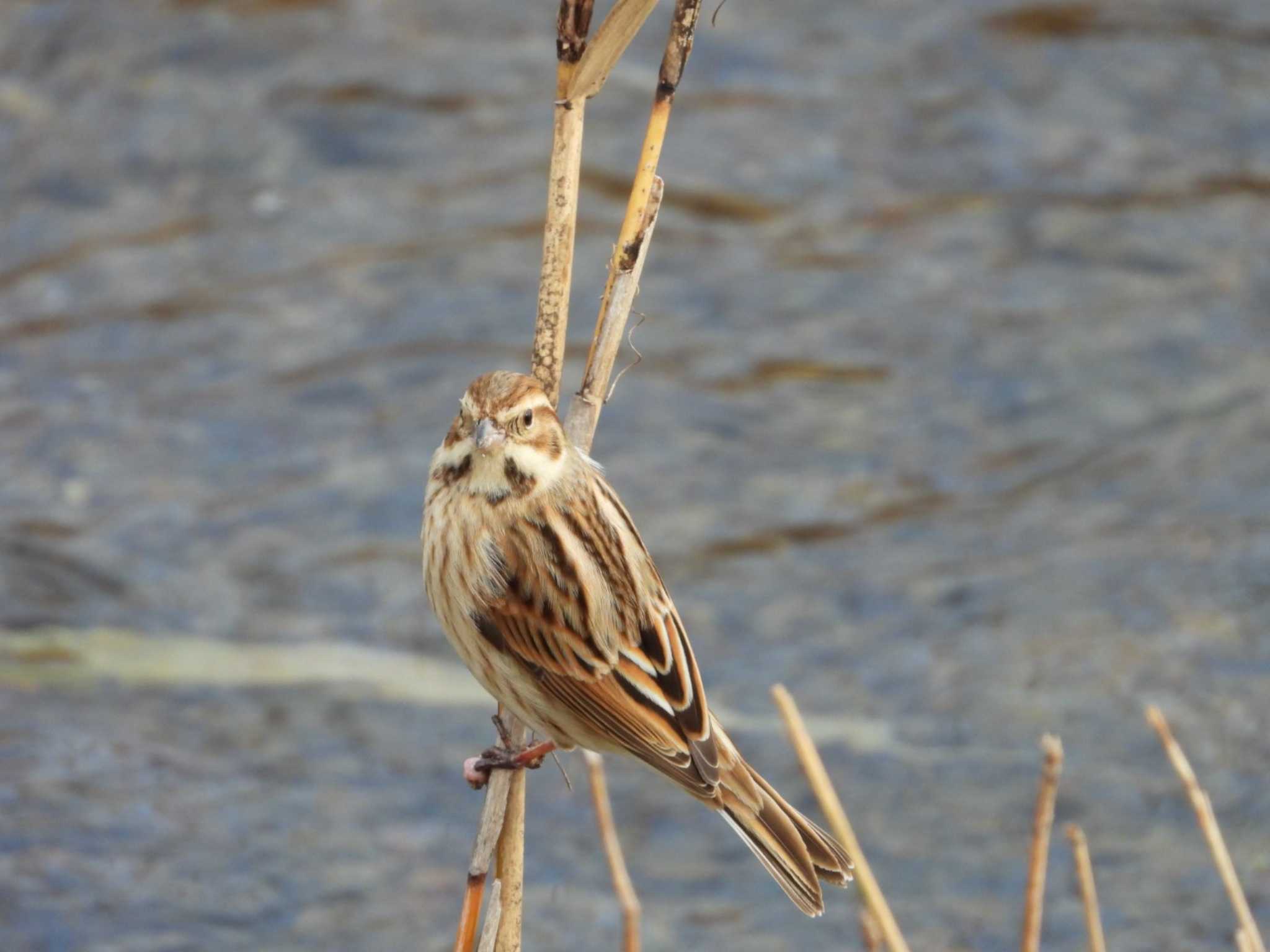 Photo of Common Reed Bunting at 岡山市百間川 by タケ