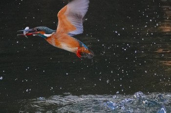 カワセミ 千里南公園 2023年12月28日(木)