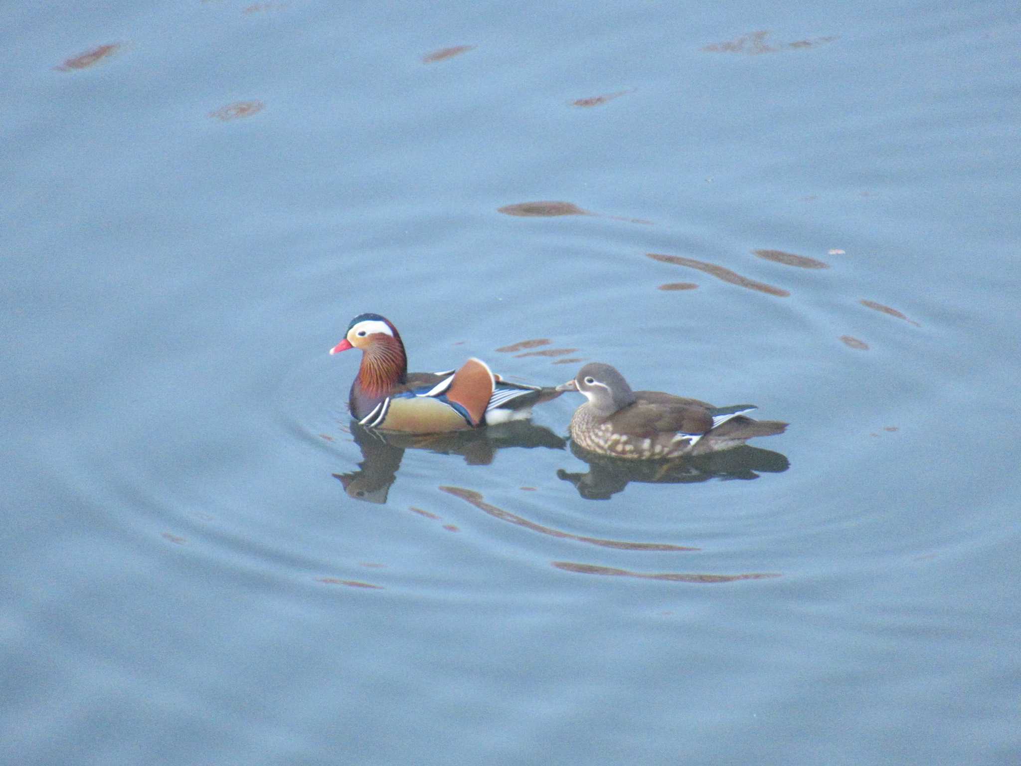 奈良山公園 オシドリの写真 by kohukurou