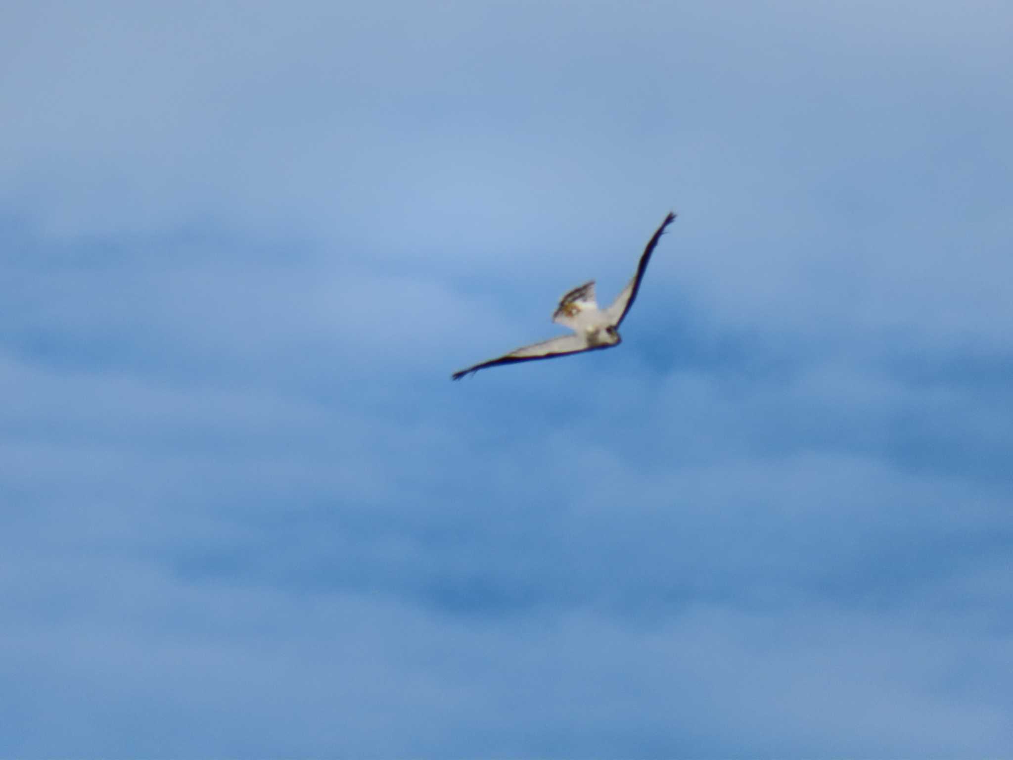 Eurasian Goshawk