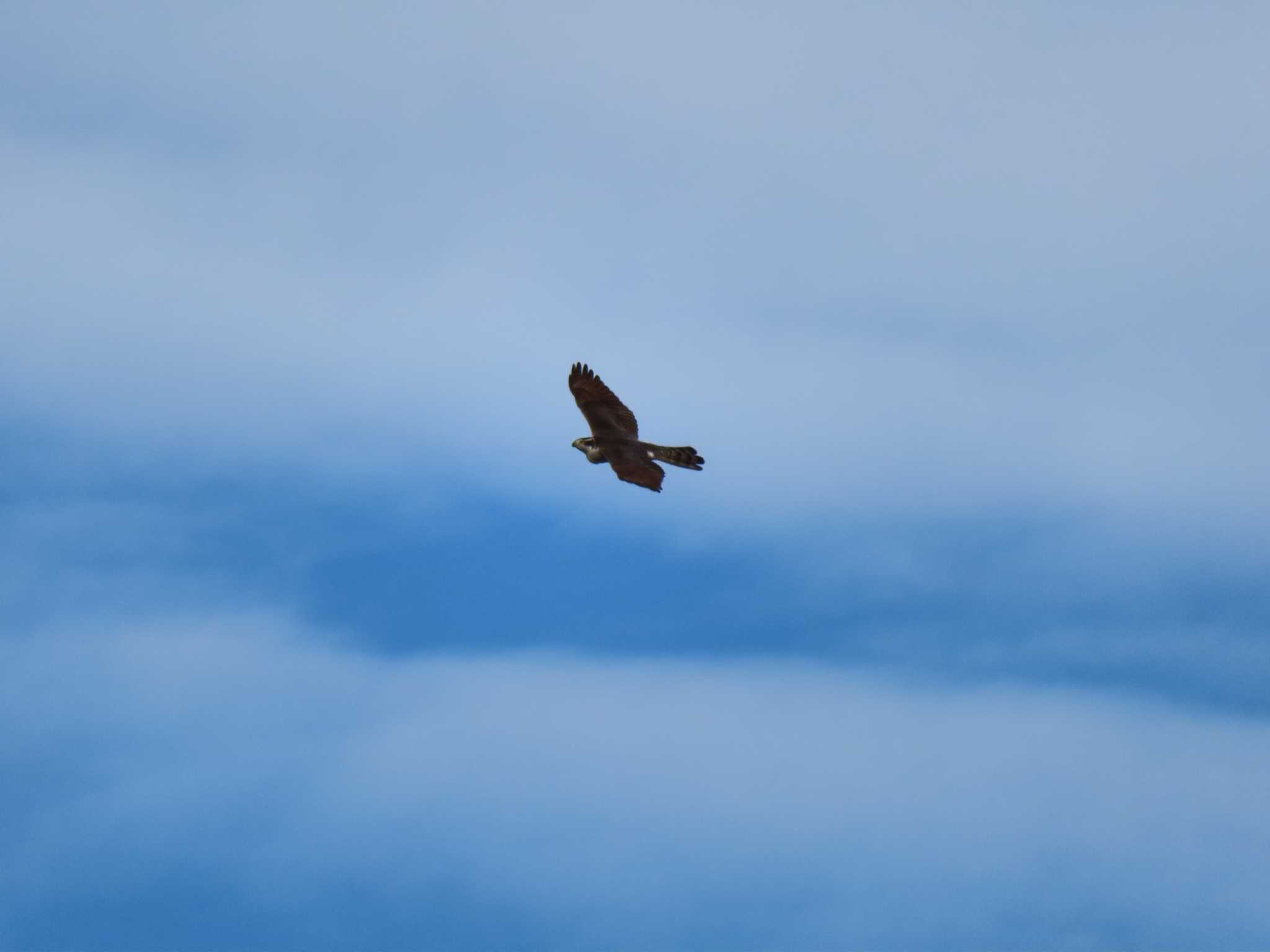 Eurasian Goshawk