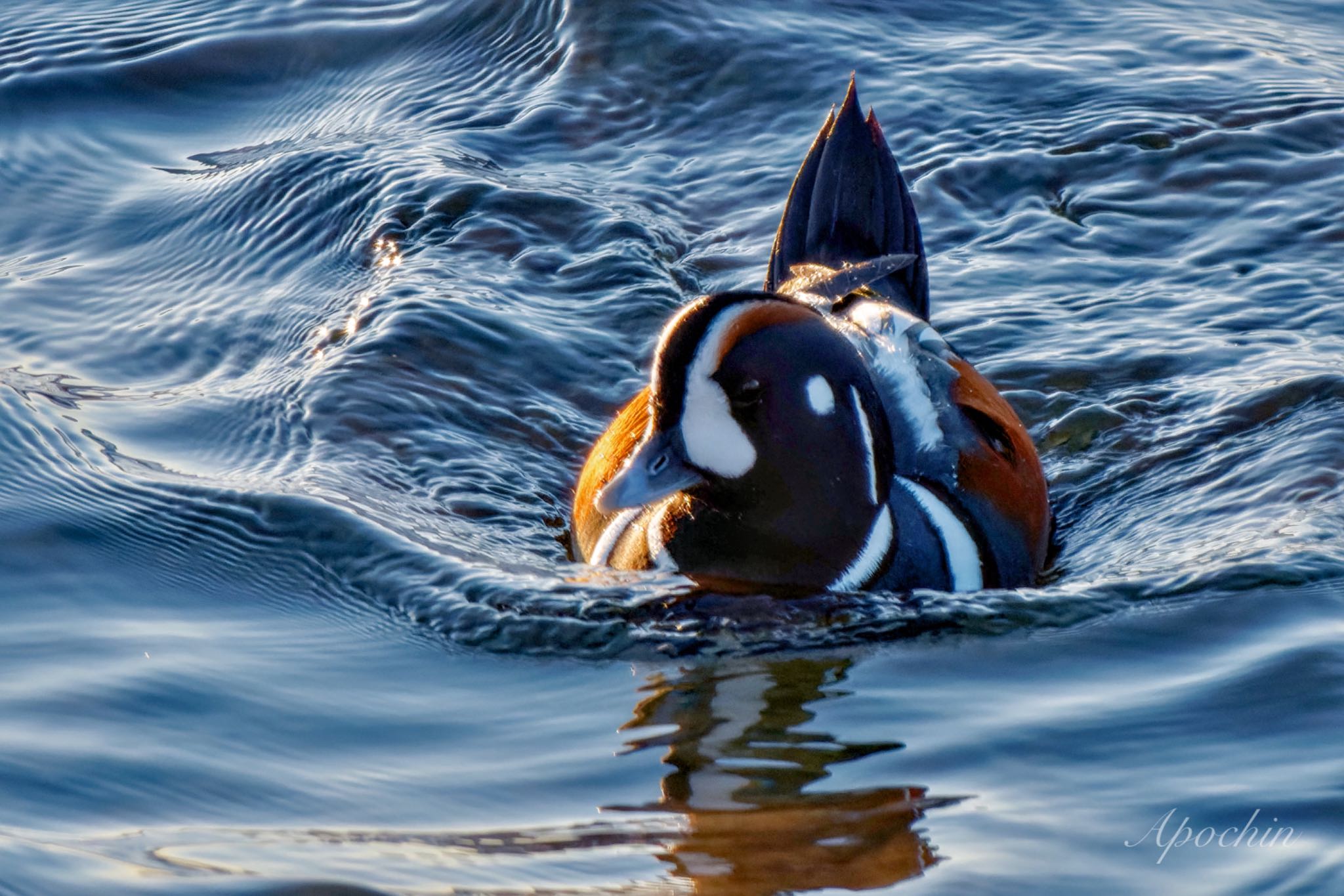 Harlequin Duck