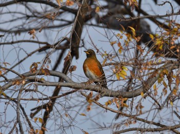 Brown-headed Thrush Tokyo Port Wild Bird Park Thu, 12/28/2023