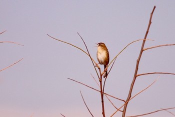 Zitting Cisticola 羽村堰(上流) Thu, 12/28/2023