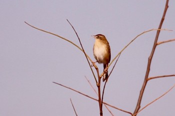 Zitting Cisticola 羽村堰(上流) Thu, 12/28/2023