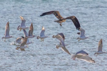 Osprey 島田川河口(山口県) Mon, 12/25/2023