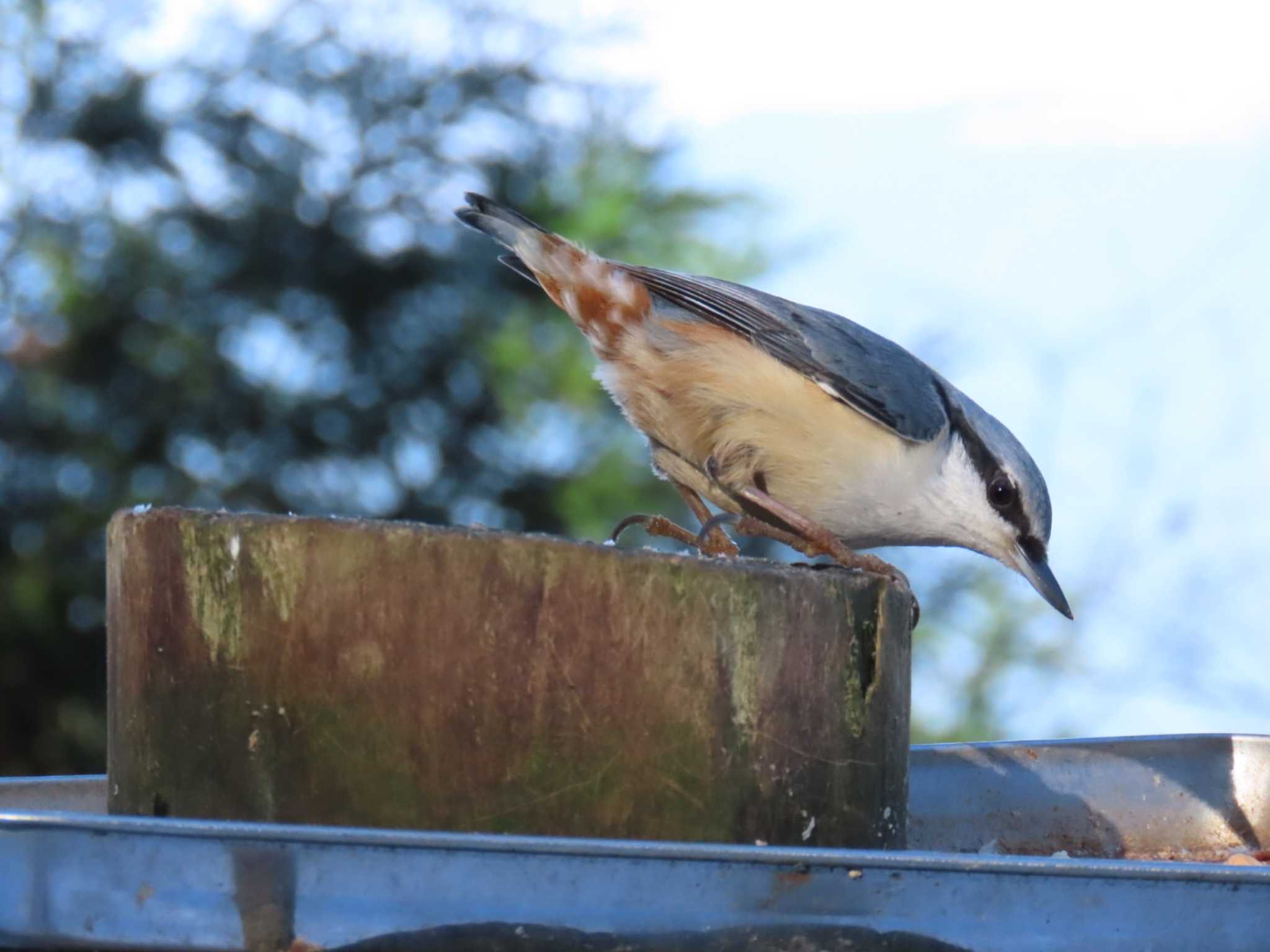 ゴジュウカラ