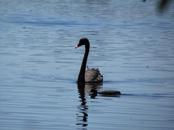 Black Swan パース Wed, 10/17/2012