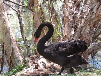 Black Swan パース Wed, 10/17/2012