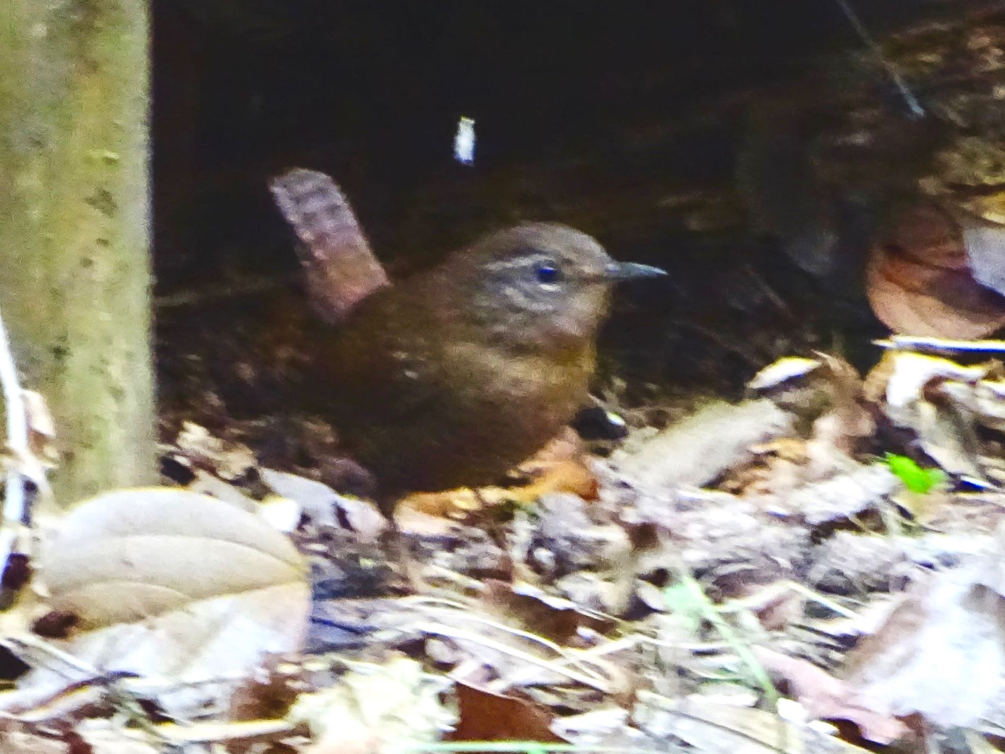 Photo of Eurasian Wren at 瀬上市民の森 by KAWASEMIぴー