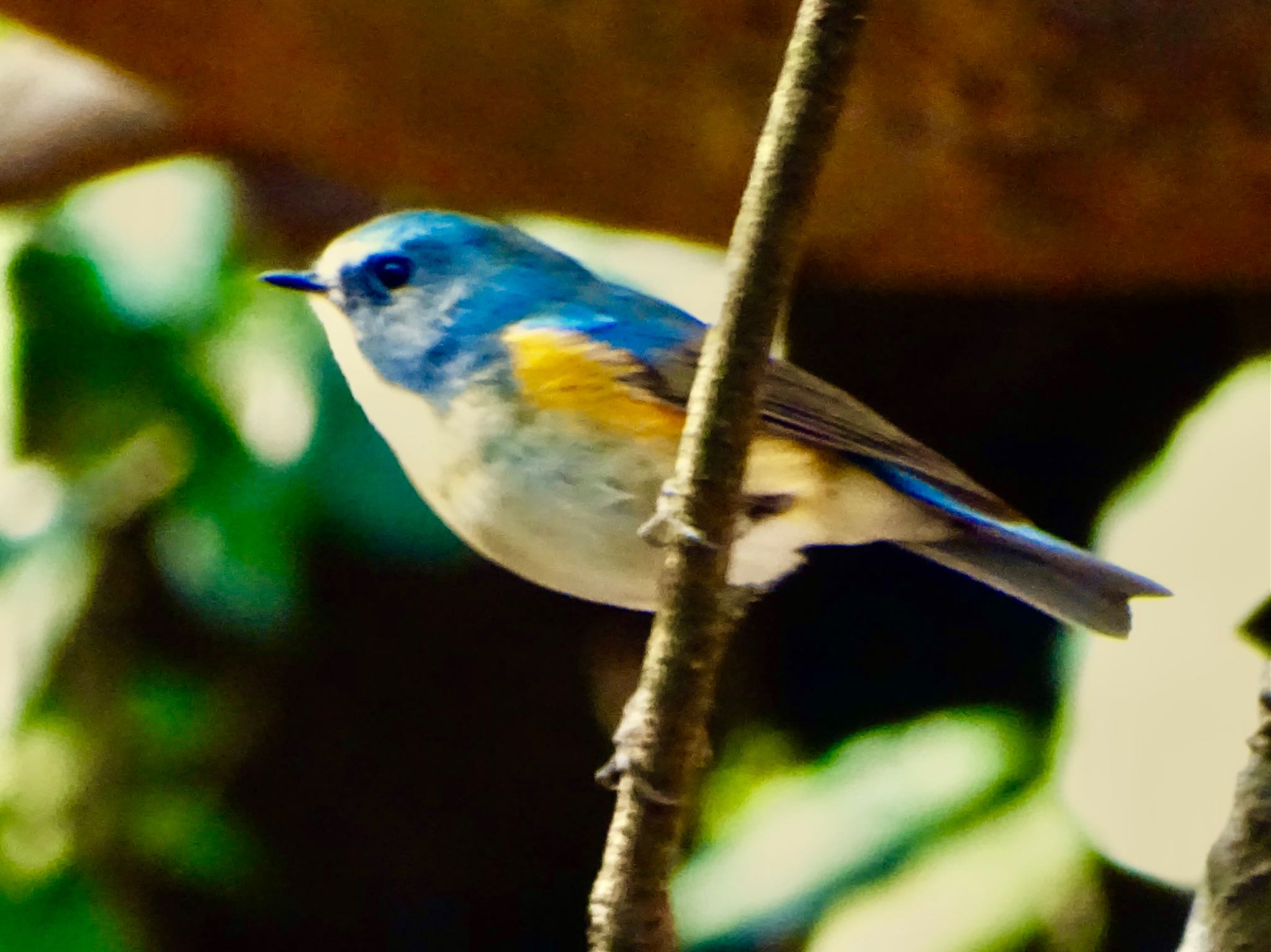 Photo of Red-flanked Bluetail at 瀬上市民の森 by KAWASEMIぴー