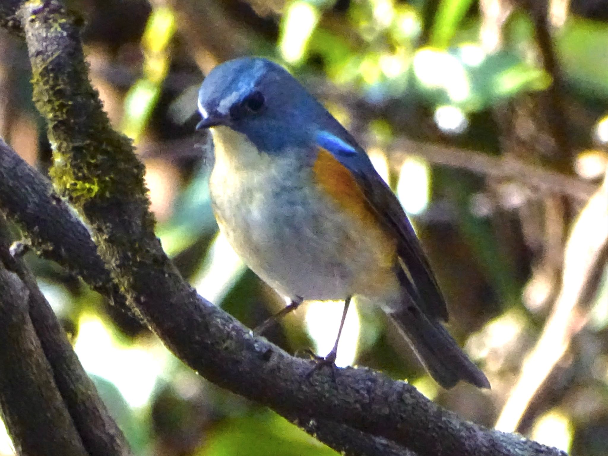 Red-flanked Bluetail