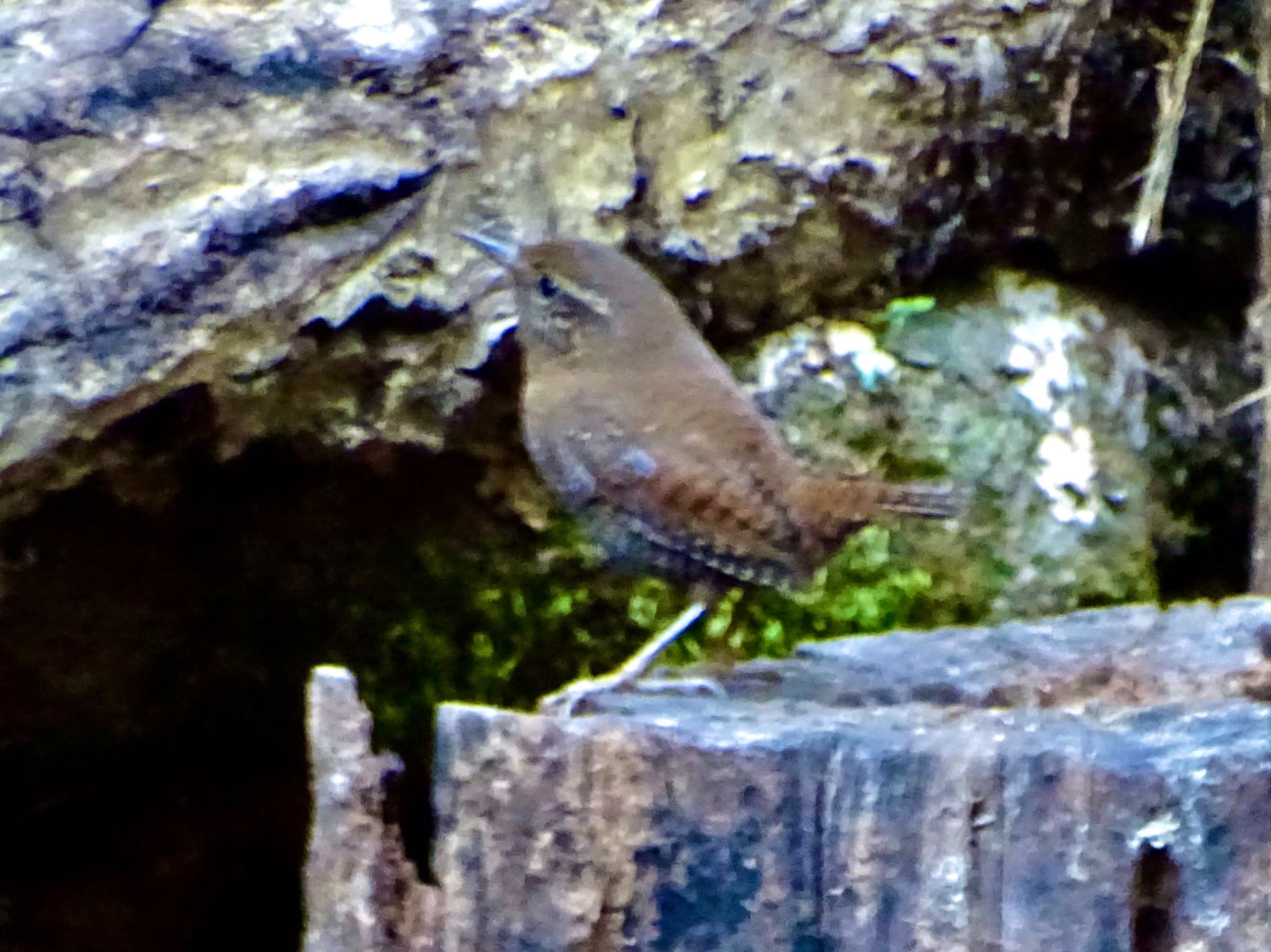 Photo of Eurasian Wren at 瀬上市民の森 by KAWASEMIぴー