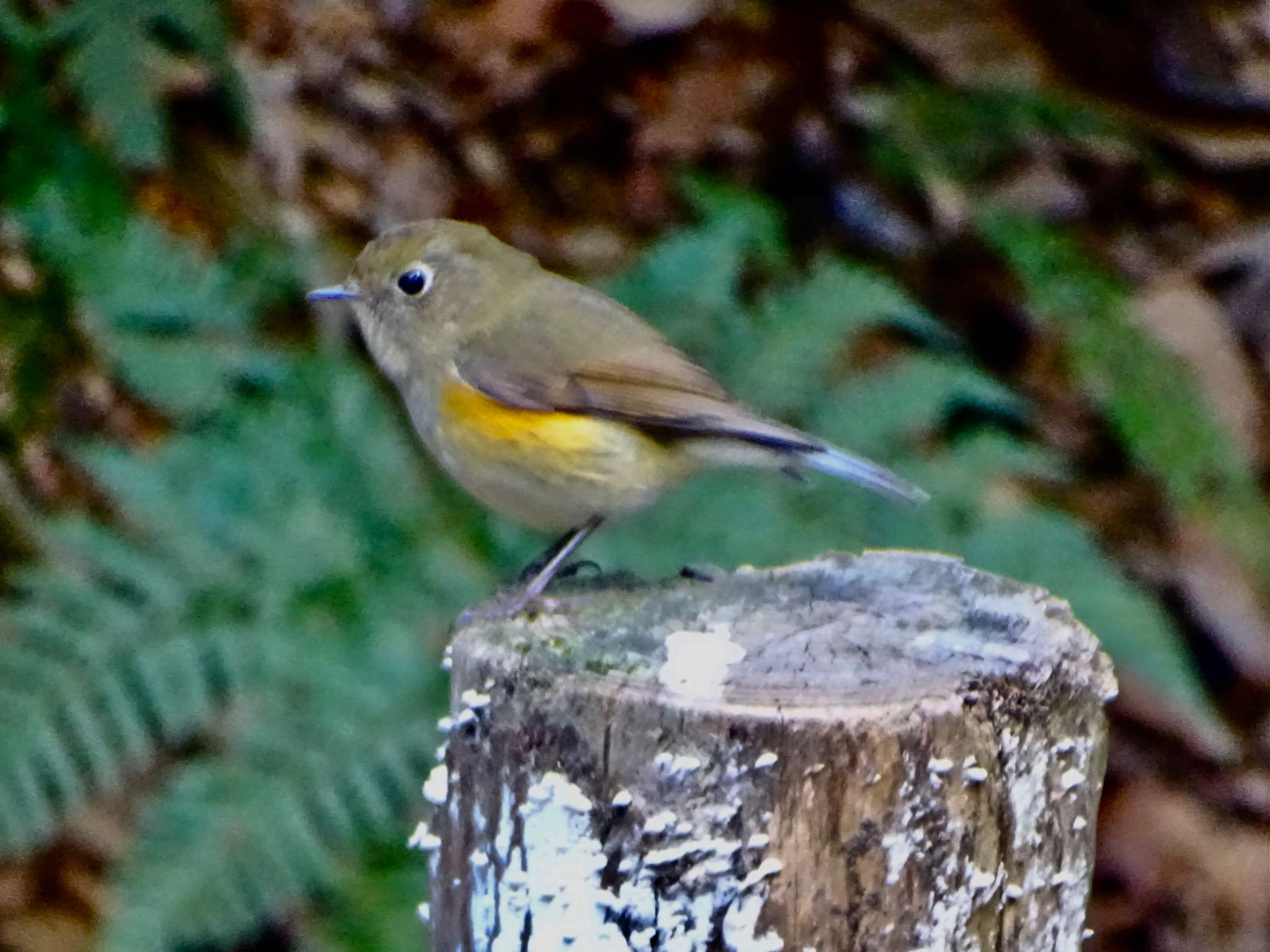 Photo of Red-flanked Bluetail at 瀬上市民の森 by KAWASEMIぴー