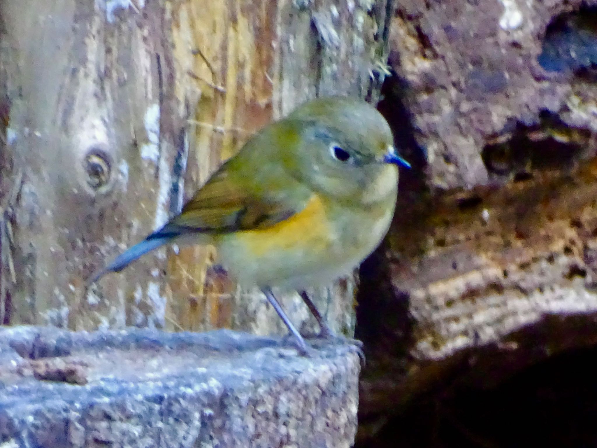 Photo of Red-flanked Bluetail at 瀬上市民の森 by KAWASEMIぴー